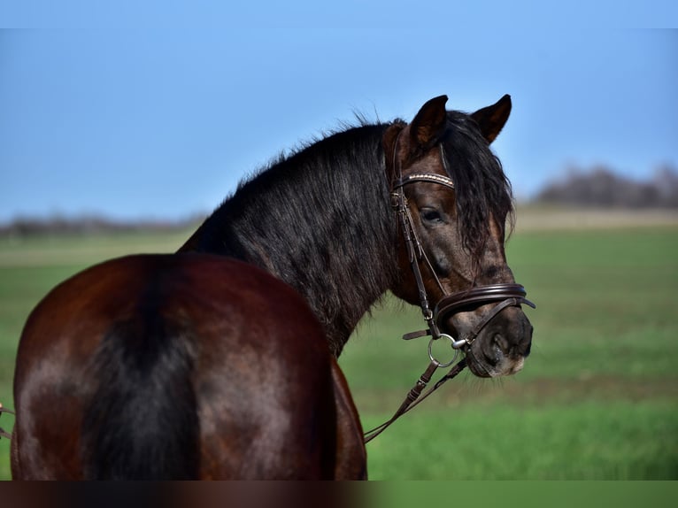 Plus de poneys/petits chevaux Jument 8 Ans 155 cm Alezan in Budapest
