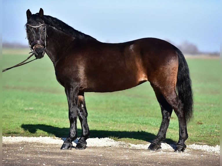 Plus de poneys/petits chevaux Jument 8 Ans 155 cm Bai in Budapest