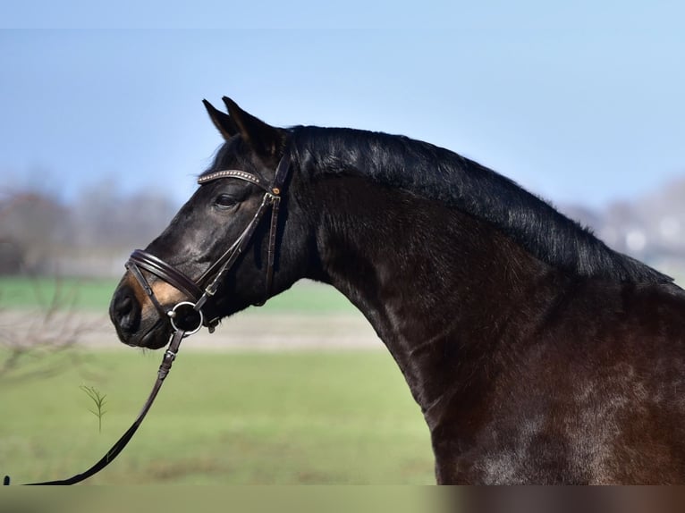 Plus de poneys/petits chevaux Jument 8 Ans 155 cm Bai in Budapest