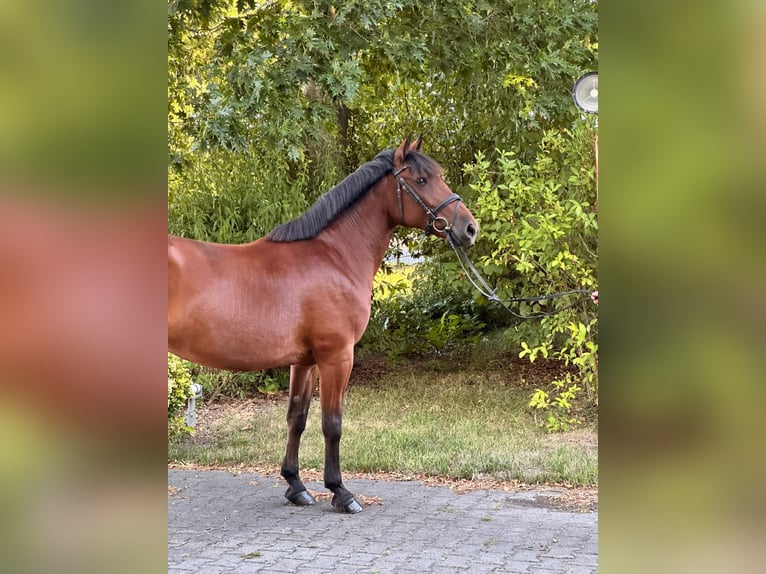 Plus de poneys/petits chevaux Jument 8 Ans 155 cm Bai in Neu Gaarz