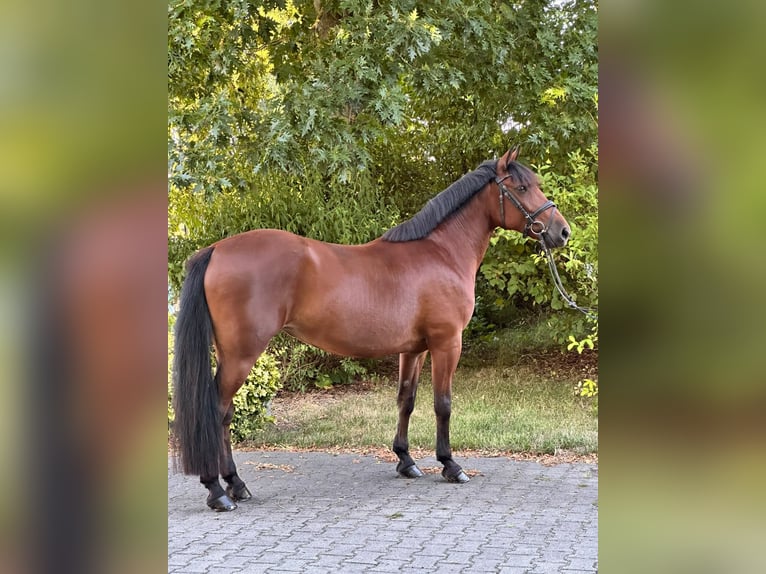 Plus de poneys/petits chevaux Jument 8 Ans 155 cm Bai in Neu Gaarz