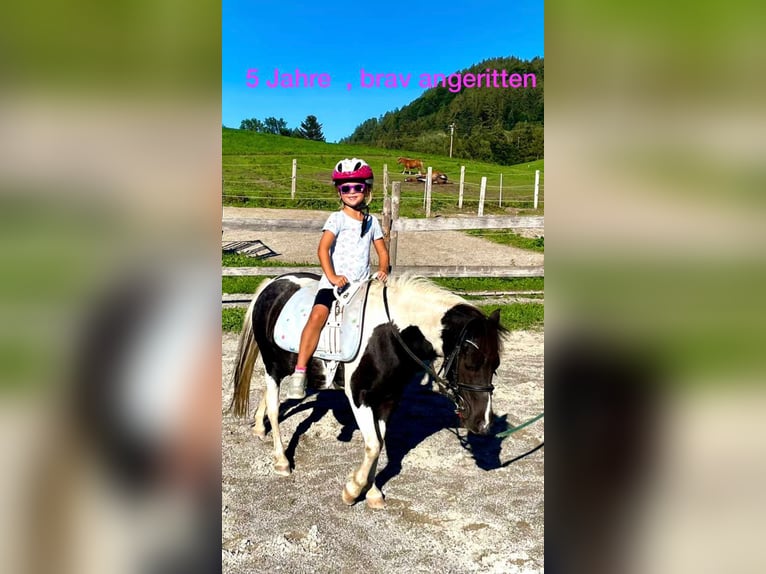 Plus de poneys/petits chevaux Croisé Jument 9 Ans 110 cm Pinto in Gallzein