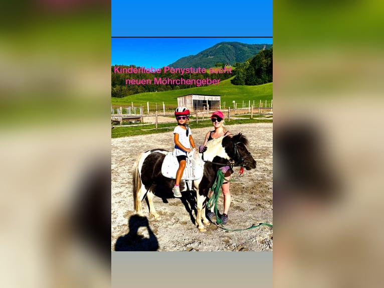 Plus de poneys/petits chevaux Croisé Jument 9 Ans 110 cm Pinto in Gallzein