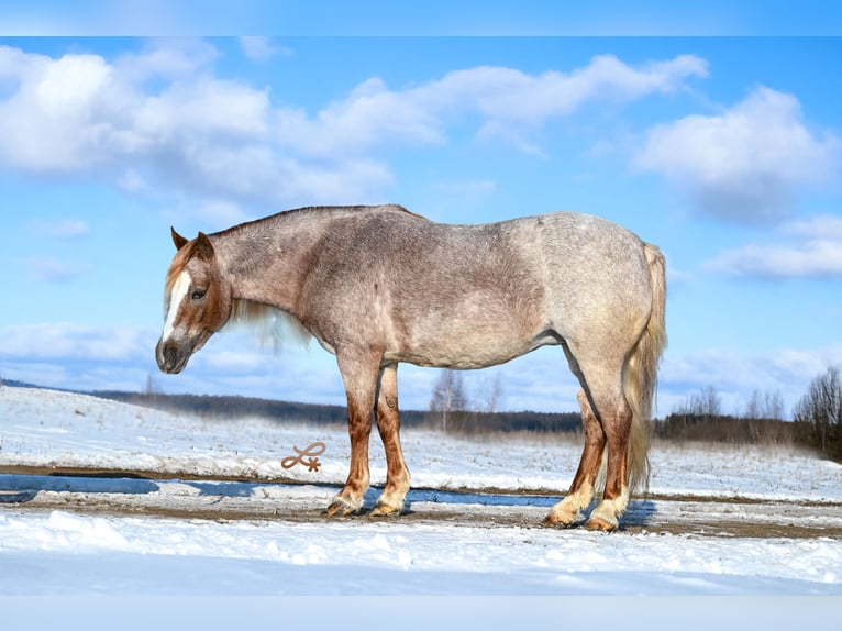 Plus de poneys/petits chevaux Jument 9 Ans 117 cm Rouan Rouge in Canistota