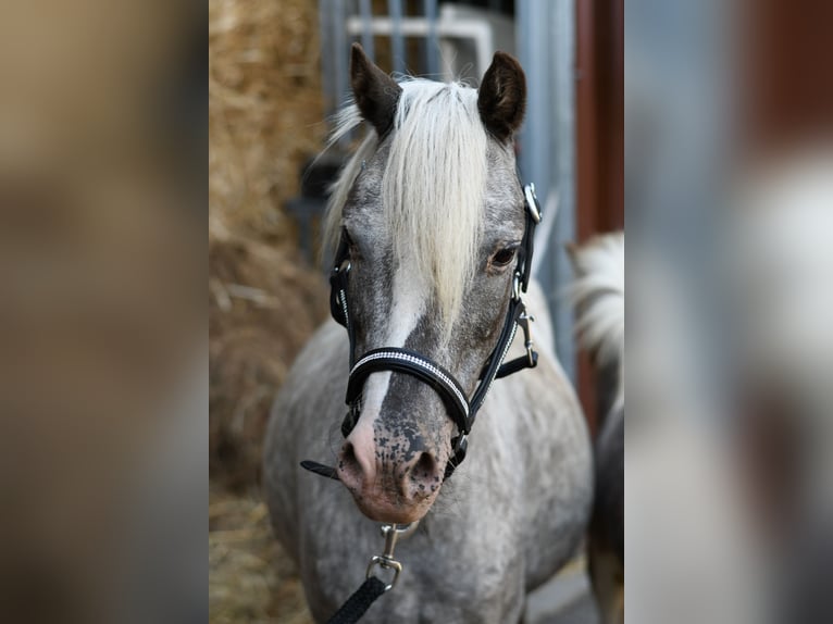 Plus de poneys/petits chevaux Jument 9 Ans 118 cm Léopard in Geilenkirchen