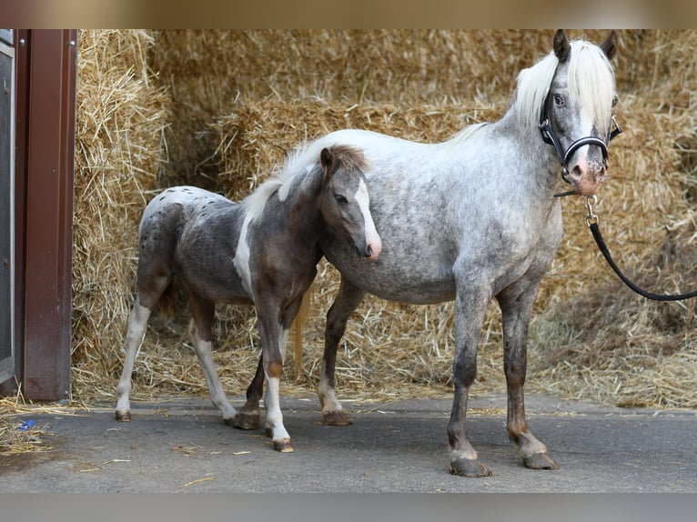 Plus de poneys/petits chevaux Jument 9 Ans 118 cm Léopard in Geilenkirchen