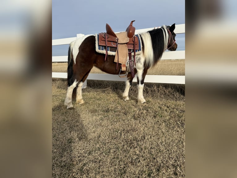 Plus de poneys/petits chevaux Jument 9 Ans 119 cm Roan-Bay in Guthrie