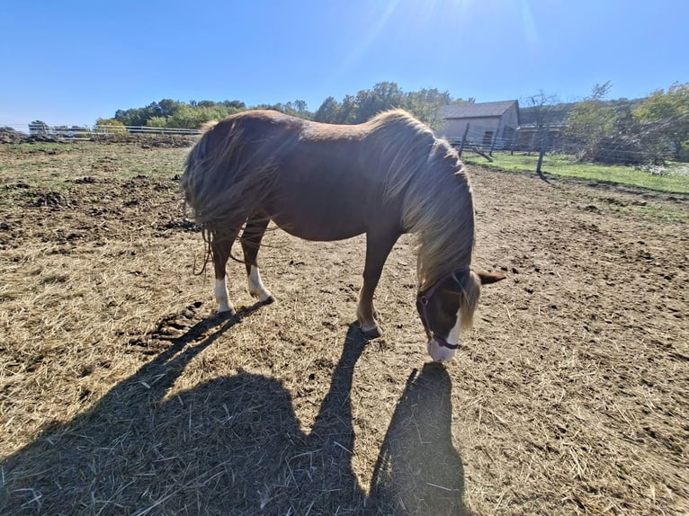 Plus de poneys/petits chevaux Jument 9 Ans 127 cm Alezan brûlé in Rechnitz