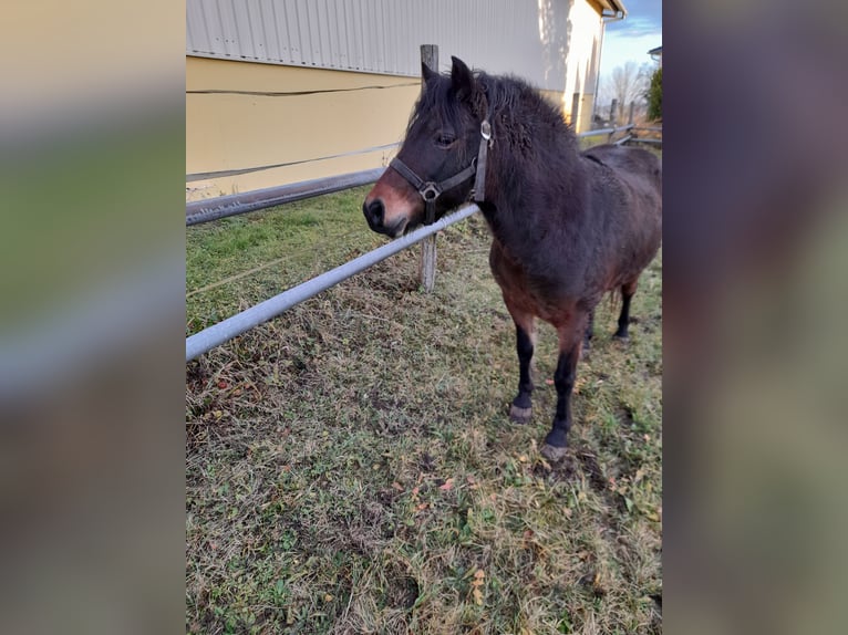 Plus de poneys/petits chevaux Croisé Jument 9 Ans 128 cm Bai in Bad Saulgau