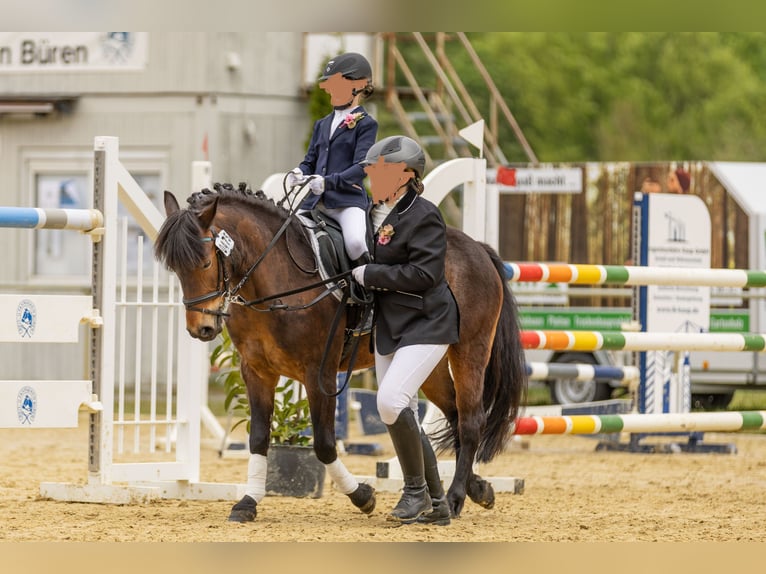 Plus de poneys/petits chevaux Croisé Jument 9 Ans 136 cm Bai in Büren