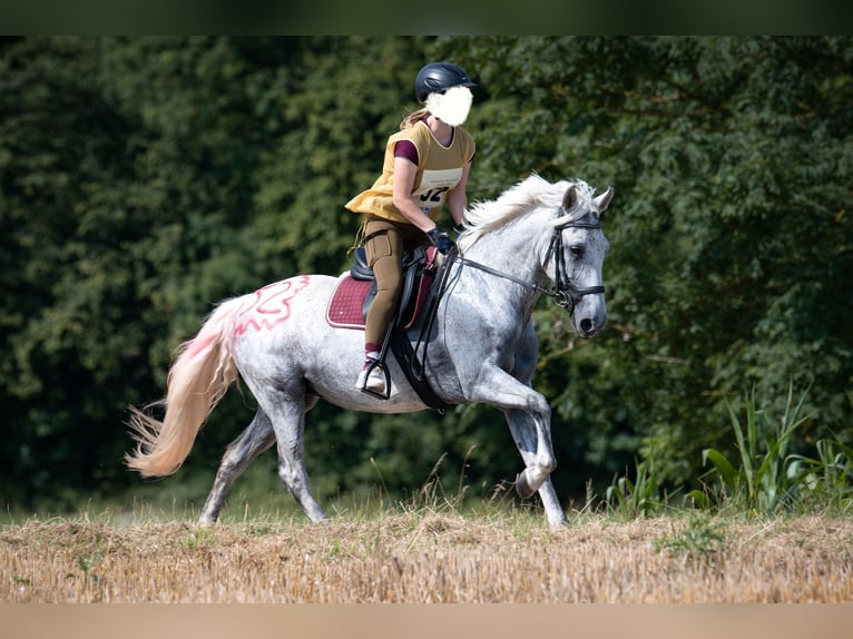 Plus de poneys/petits chevaux Jument 9 Ans 146 cm Gris in Duderstadt
