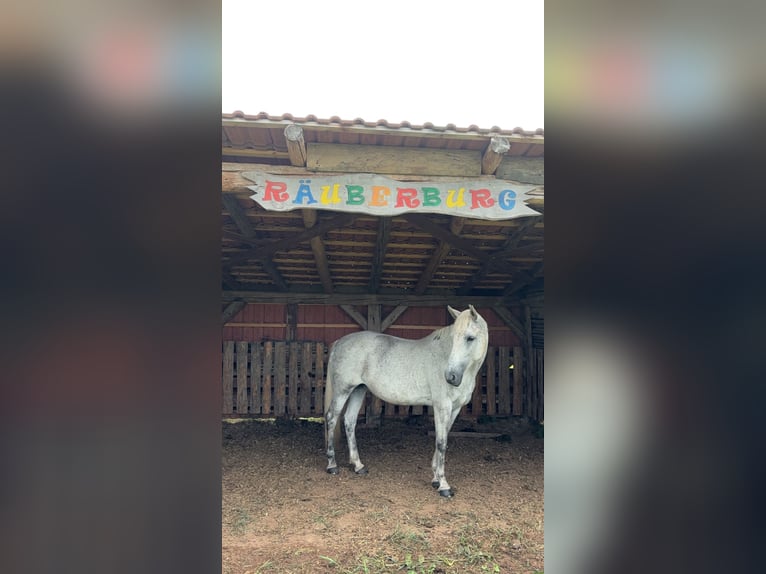 Plus de poneys/petits chevaux Jument 9 Ans 146 cm Gris in Duderstadt