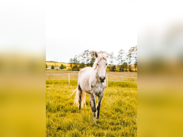 Plus de poneys/petits chevaux Jument 9 Ans 146 cm Gris in Duderstadt