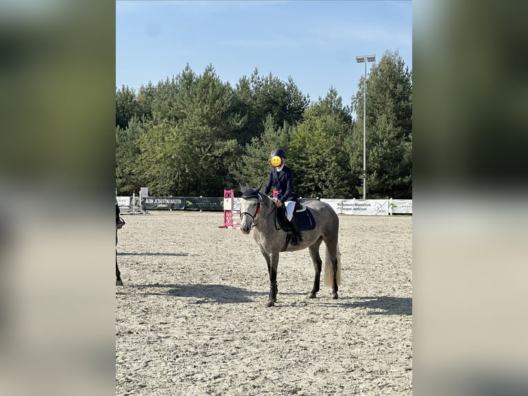Plus de poneys/petits chevaux Jument 9 Ans 147 cm Gris in Legionowo