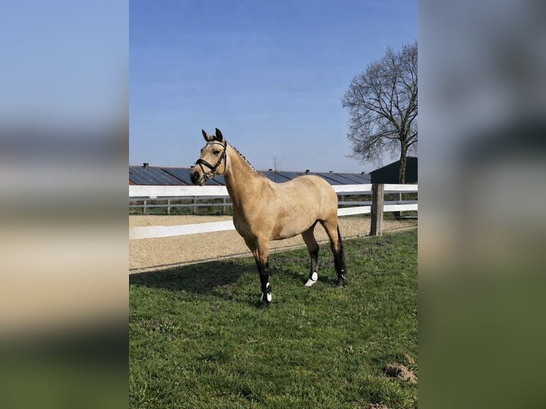 Plus de poneys/petits chevaux Jument 9 Ans 150 cm Palomino in Schwalmtal