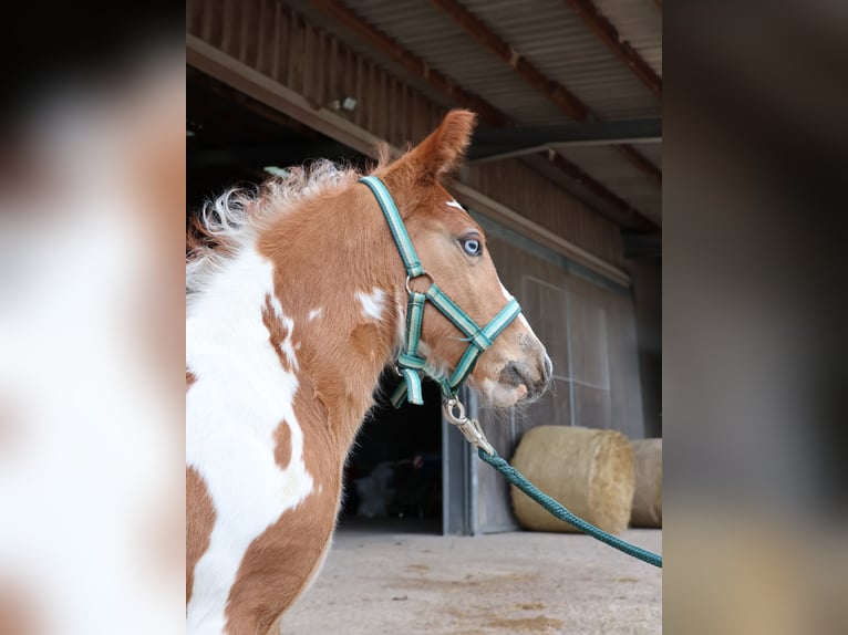 Plus de poneys/petits chevaux Jument  142 cm Pinto in Scheibenhardt