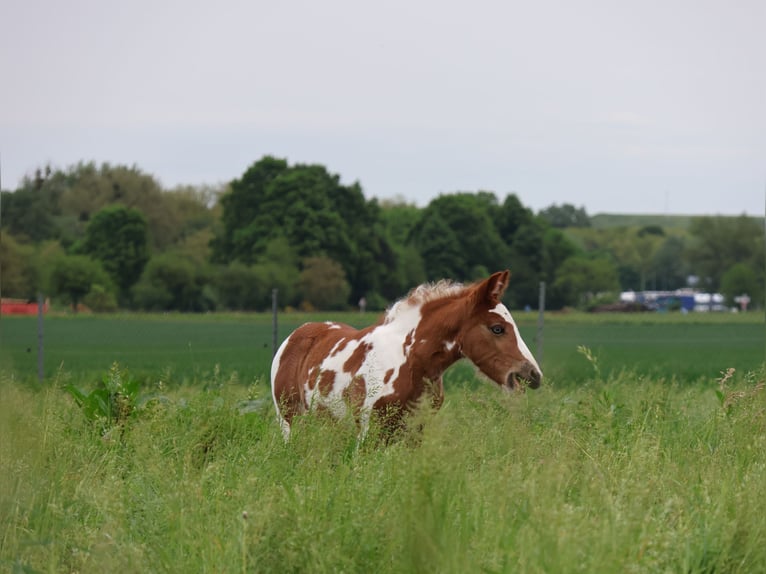 Plus de poneys/petits chevaux Jument  142 cm Pinto in Scheibenhardt