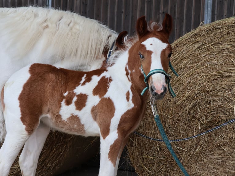 Plus de poneys/petits chevaux Jument  142 cm Pinto in Scheibenhardt