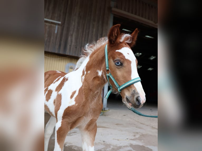 Plus de poneys/petits chevaux Jument  142 cm Pinto in Scheibenhardt