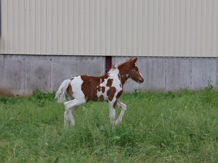 Plus de poneys/petits chevaux Jument  142 cm Pinto in Scheibenhardt