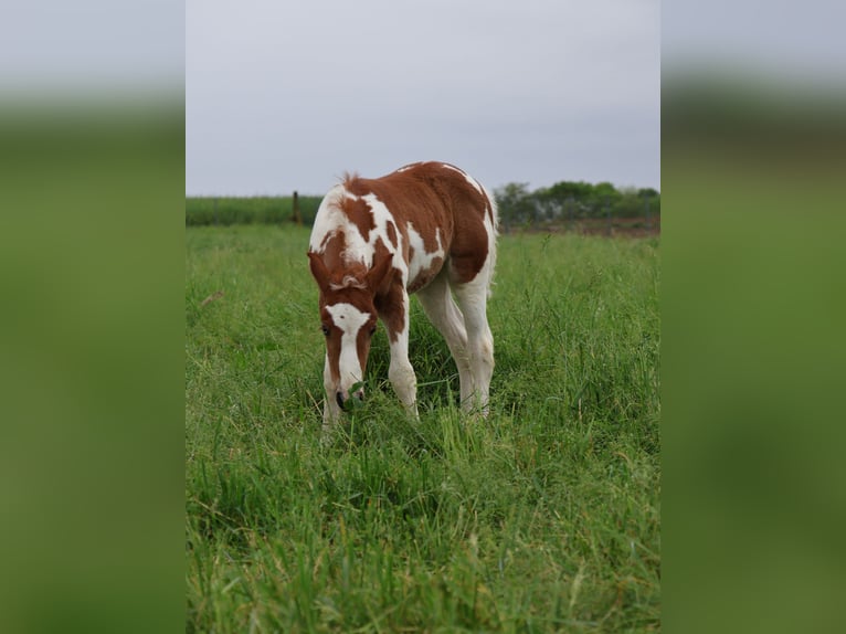 Plus de poneys/petits chevaux Jument  142 cm Pinto in Scheibenhardt