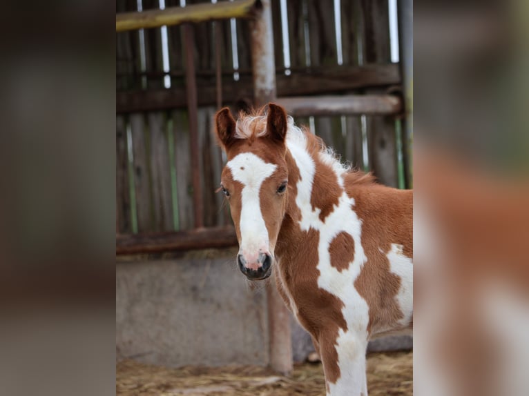 Plus de poneys/petits chevaux Jument  142 cm Pinto in Scheibenhardt