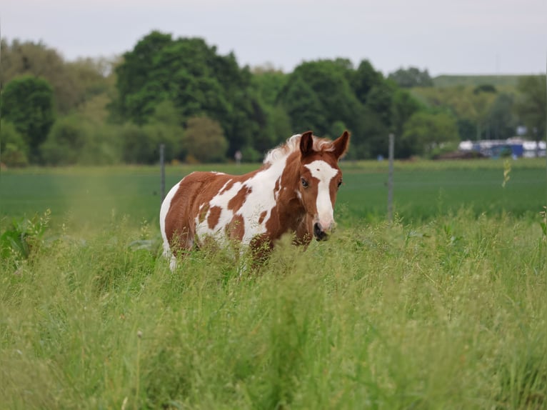 Plus de poneys/petits chevaux Jument  142 cm Pinto in Scheibenhardt