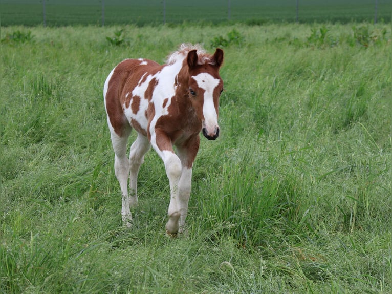Plus de poneys/petits chevaux Jument  142 cm Pinto in Scheibenhardt