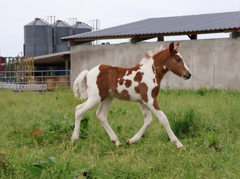 Plus de poneys/petits chevaux Jument  142 cm Pinto in Scheibenhardt