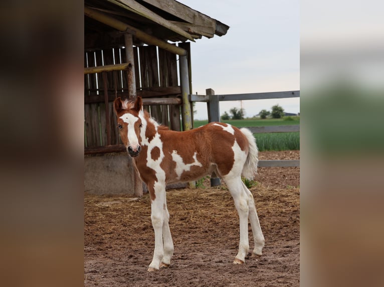 Plus de poneys/petits chevaux Jument  142 cm Pinto in Scheibenhardt