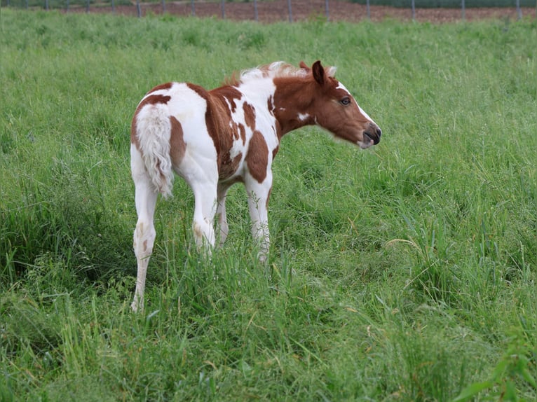 Plus de poneys/petits chevaux Jument  142 cm Pinto in Scheibenhardt