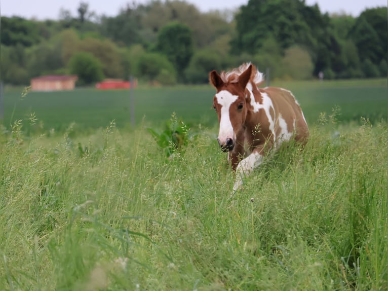 Plus de poneys/petits chevaux Jument  142 cm Pinto in Scheibenhardt