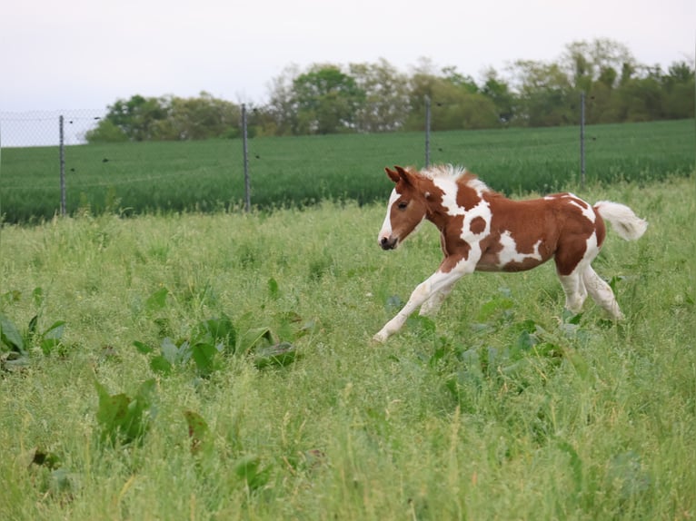 Plus de poneys/petits chevaux Jument  142 cm Pinto in Scheibenhardt