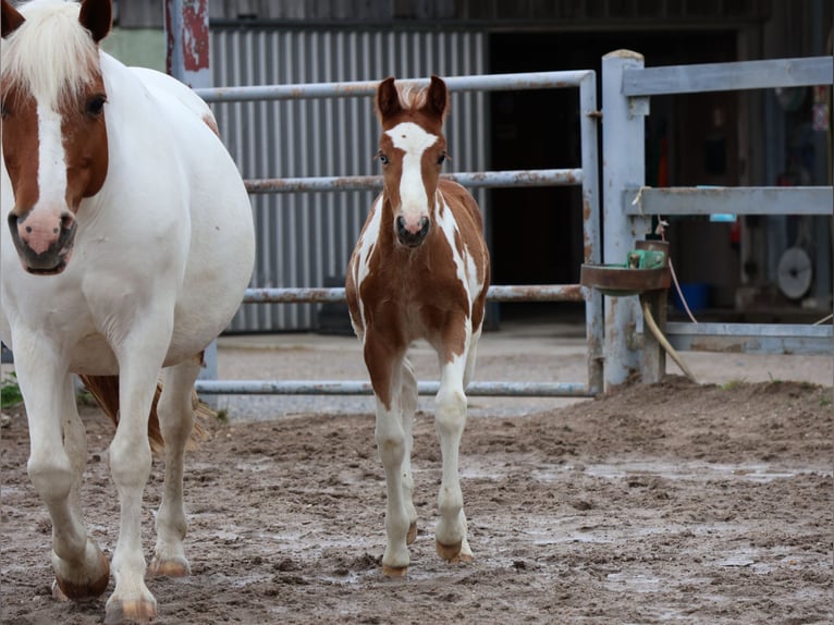 Plus de poneys/petits chevaux Jument  142 cm Pinto in Scheibenhardt