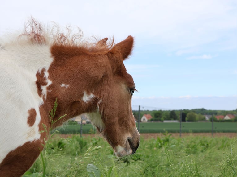 Plus de poneys/petits chevaux Jument  142 cm Pinto in Scheibenhardt