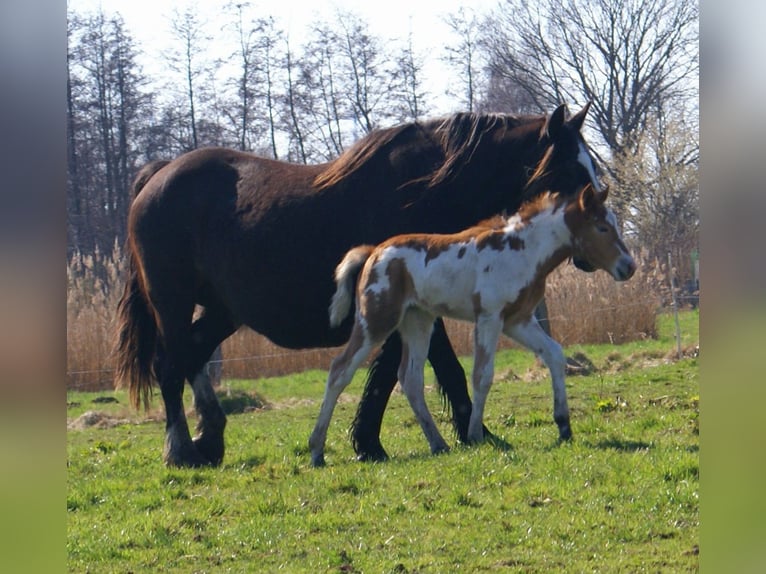 Plus de poneys/petits chevaux Jument Poulain (03/2026) 152 cm Pinto in Velpke