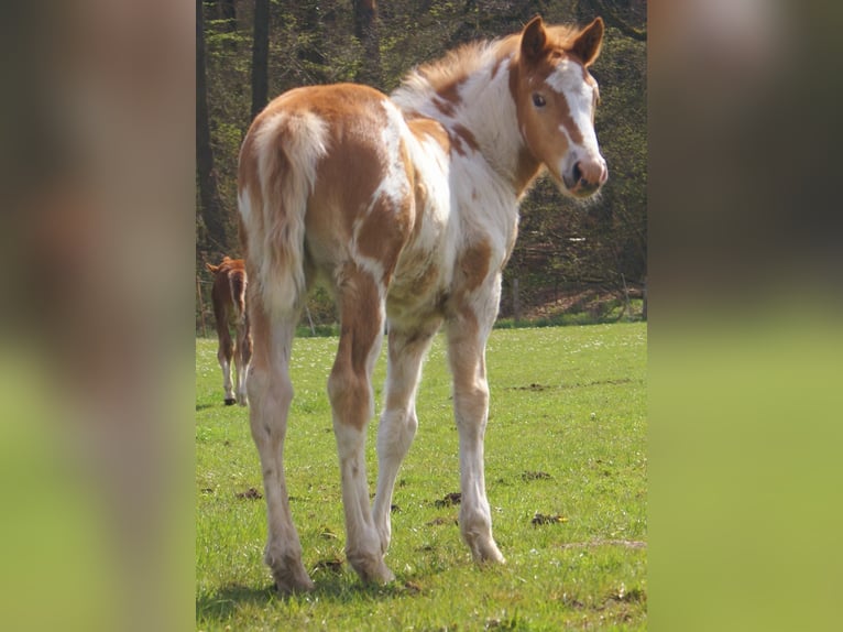 Plus de poneys/petits chevaux Jument Poulain (03/2026) 152 cm Pinto in Velpke
