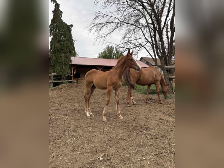 Plus de pur-sang Étalon 1 Année 163 cm Alezan in Koprivnica