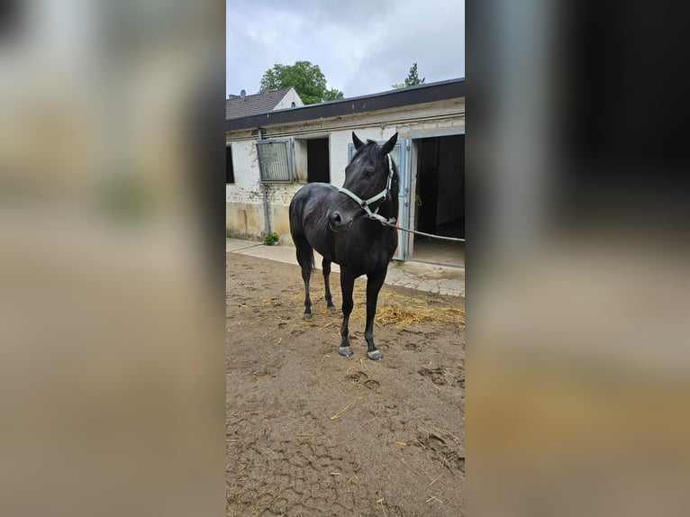 Plus de pur-sang Étalon 3 Ans 160 cm Noir in Düsseldorf