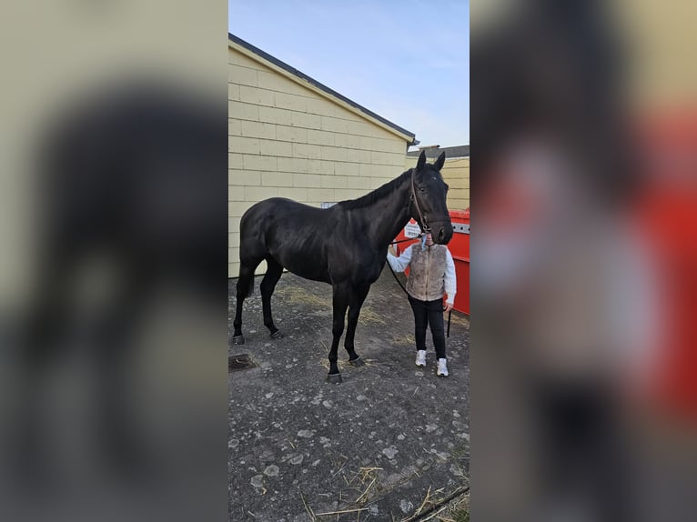 Plus de pur-sang Étalon 3 Ans 160 cm Noir in Düsseldorf