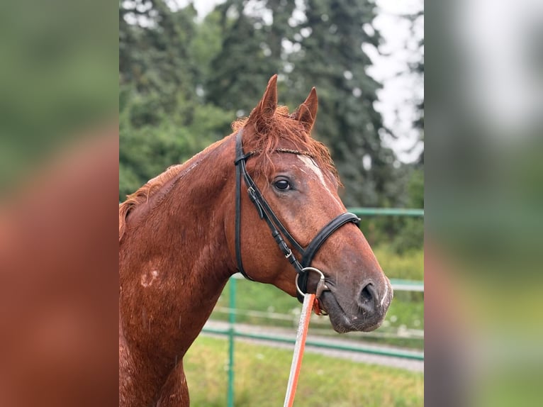 Plus de pur-sang Étalon 3 Ans 165 cm Alezan in Gniezno