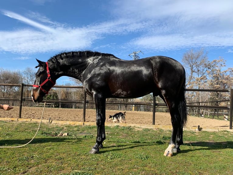 Plus de pur-sang Étalon 7 Ans 161 cm Noir in NAVAS DEL MADRONO