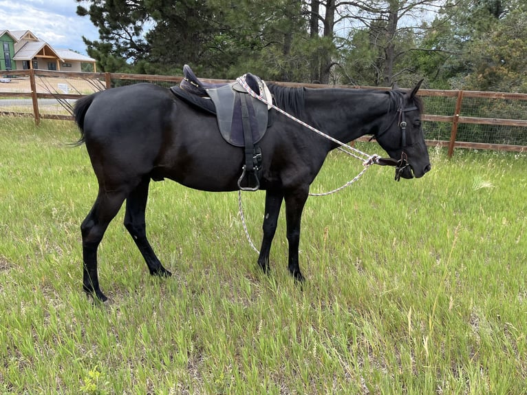 Plus de pur-sang Croisé Hongre 10 Ans 163 cm Noir in Aurora