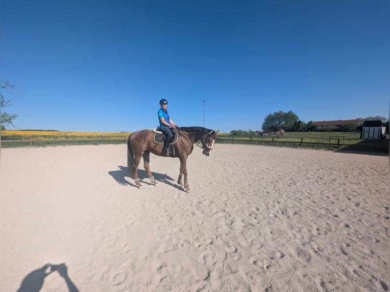 Plus de pur-sang Hongre 10 Ans 165 cm Alezan brûlé in Stein an der Traun