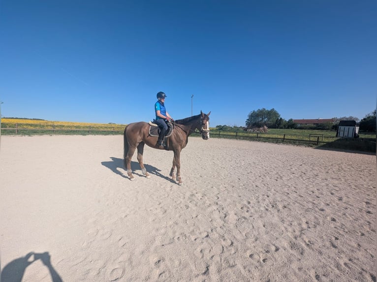 Plus de pur-sang Hongre 10 Ans 165 cm Alezan brûlé in Stein an der Traun