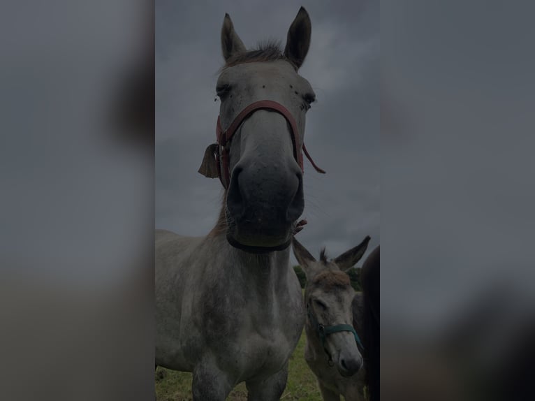 Plus de pur-sang Hongre 10 Ans 167 cm Gris in plonevez du faou