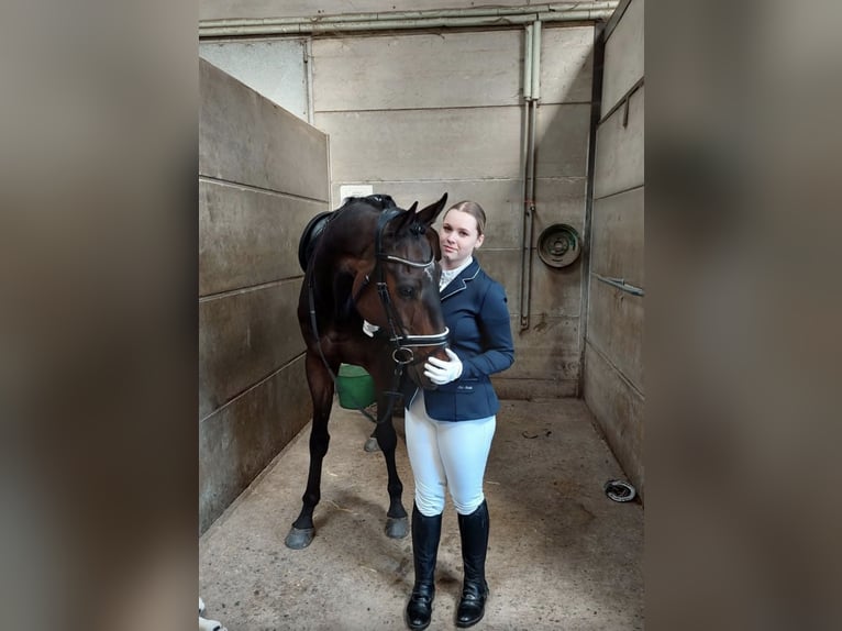 Plus de pur-sang Hongre 10 Ans 180 cm Bai brun in Liège