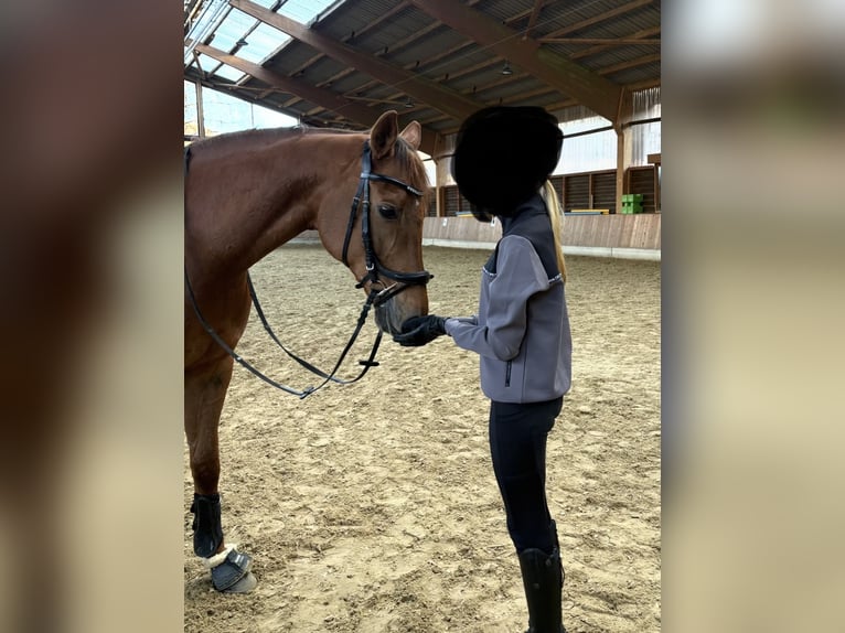 Plus de pur-sang Hongre 11 Ans 165 cm Alezan in Schmallenberg