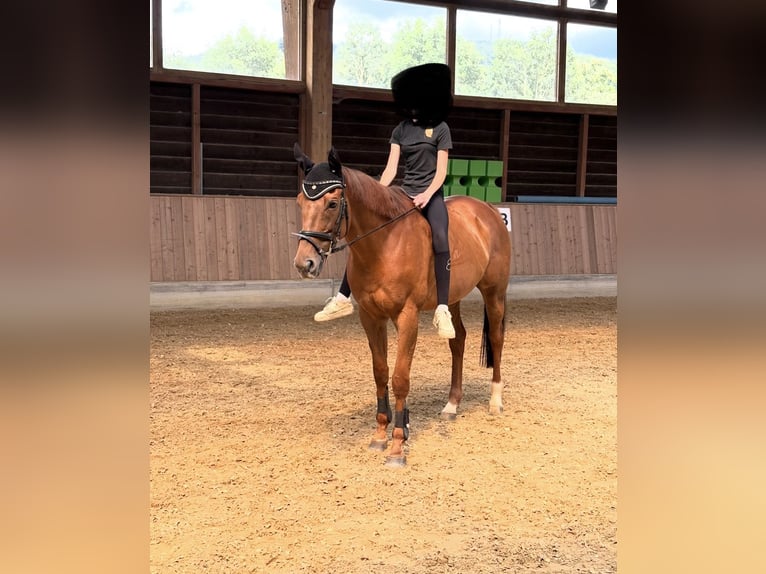 Plus de pur-sang Hongre 11 Ans 165 cm Alezan in Schmallenberg