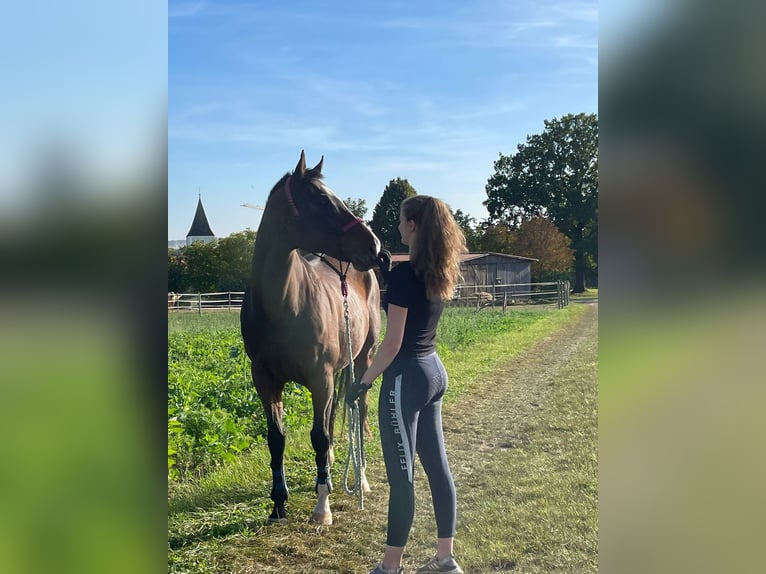 Plus de pur-sang Hongre 11 Ans 165 cm Bai brun in Deining